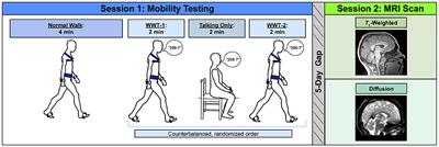 Differential Relationships Between Brain Structure and Dual Task Walking in Young and Older Adults